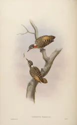 Iyngipicus temmincki = Dendrocopos temminckii
